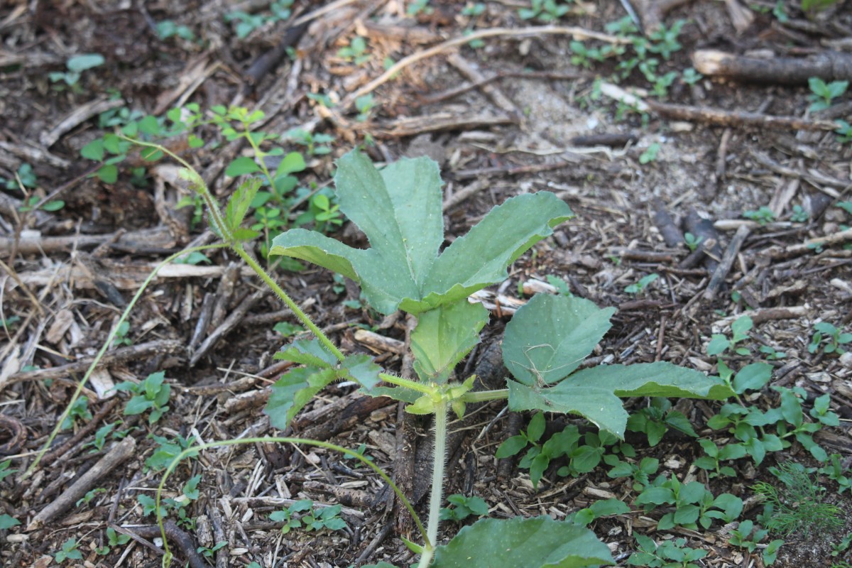 Cyphostemma setosum (Roxb.) Alston